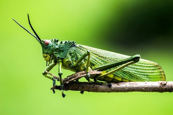 Comment les insectes tels que les sauterelles effectuent-ils leur saut prodigieux?