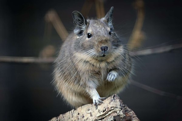 Comment adapter un habitat pour un groupe d'octodons vivant en appartement?