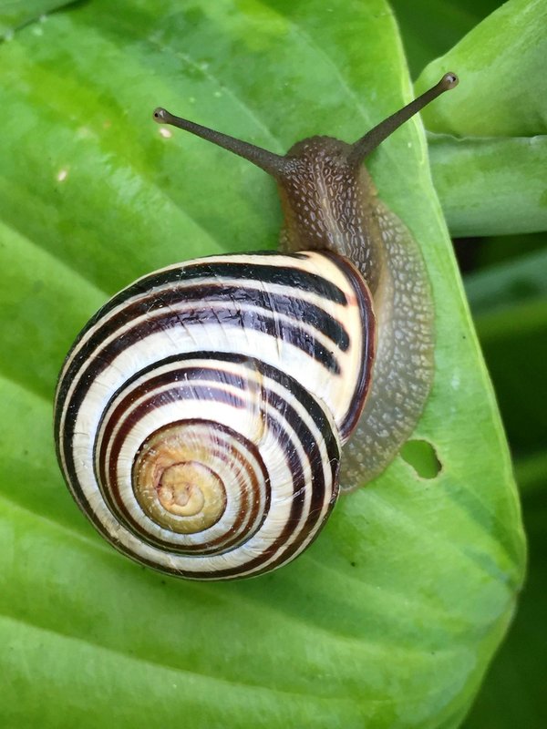 Les escargots d'eau douce à ne pas manquer pour votre aquarium